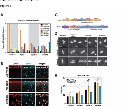 ER shaping proteins guide spindle elongation and division during rapid cleavage mitoses