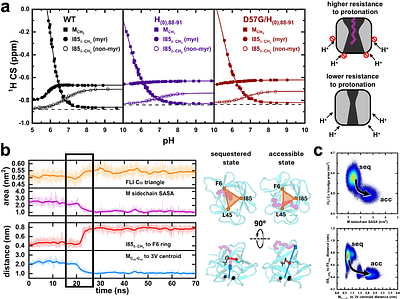 Surface electrostatic networks control hydrophobic core remodeling in a pH-dependent switching protein