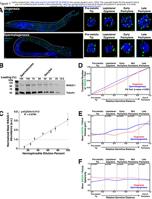 WAGO-1 is a sexually dimorphic Argonaute protein required for proper germ granule structure and gametogenesis