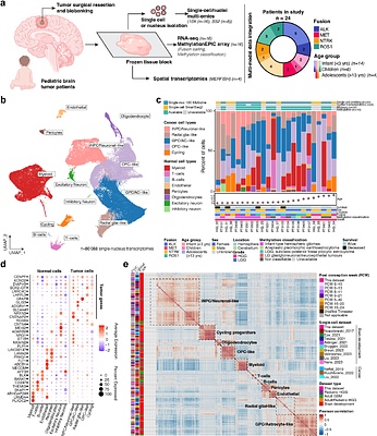 Single-cell multi-omic analyses resolve the cellular diversity of ALK/ROS1/MET/NTRK-fused gliomas in infants and older children