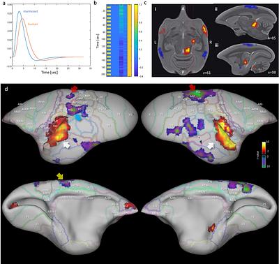 A reappraisal of the default mode and frontoparietal networks in the common marmoset brain