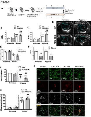 LOSS OF ROR2 TYROSINE KINASE RECEPTOR IS ASSOCIATED WITH ENDOTHELIAL DYSFUNCTION IN PAH VIA INAPPROPRIATE INTEGRIN BETA 1 ACTIVATION