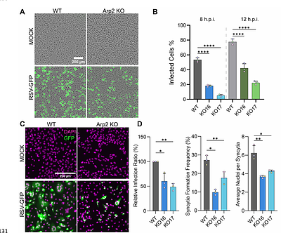 Arp2/3 complex-dependent actin remodeling is required for efficient RSV uncoating in A549 cells