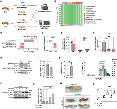 Co-targeting an AMPK--MAPK axis reprograms CAFs and suppresses PDAC