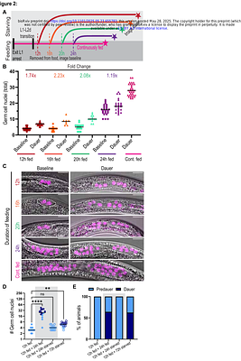 Pre-dauer starvation decouples somatic from germline development with lifelong reproductive consequences in C. elegans