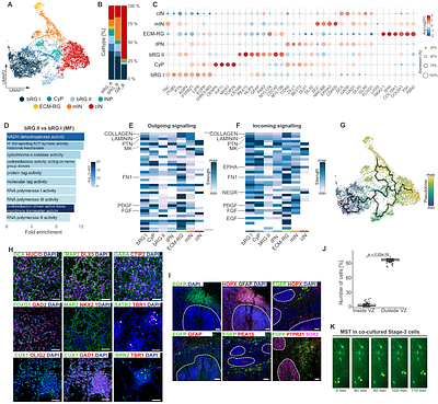 A defined 2D system for generating and expanding human basal radial glia from iPSCs