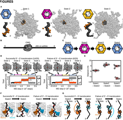 Mechanistic models of asymmetric hand-over-hand translocation and nucleosome navigation by CMG helicase