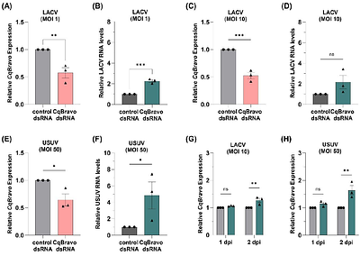Bravo! A Mosquito Antiviral Protein that Restricts Arboviruses through an RRM3-Dependent Nuclear Mechanism
