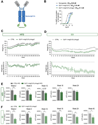 DNA-based delivery of incretin receptor agonists using MYO Technology leads to durable weight loss in a diet-induced obesity model