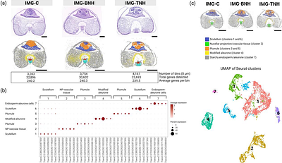 Developmental stage-dependent decoupling of molecular and phenotypic responses to heat in wheat grain