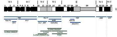 Digital Kennison: A bioinformatics pipeline for rapid mapping of sequences to the Drosophila melanogaster Y chromosome