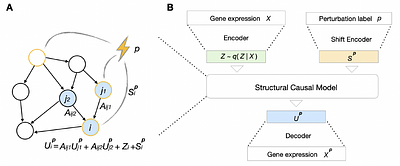 Learning Genetic Perturbation Effects with Variational Causal Inference