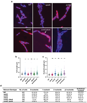 DnaE uses strand displacement synthesis during Okazaki fragment repair