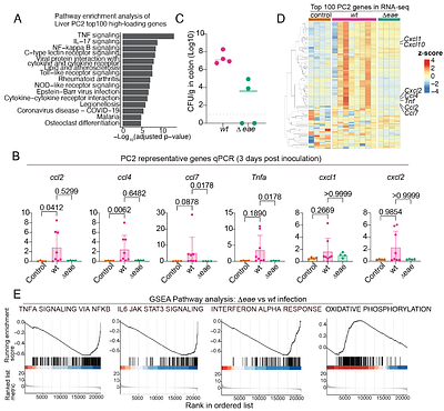 Transcriptomic timeseries links hepatic gene expression to an early and self-limited systemic response to enteric infection