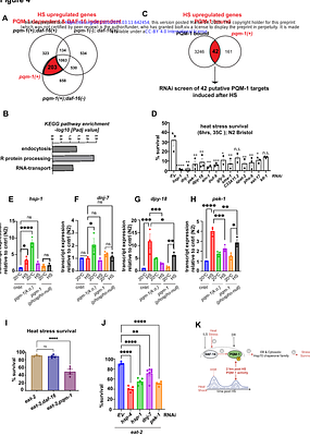 Stress-dependent activation of PQM-1 orchestrates a second-wave proteostasis response for organismal survival