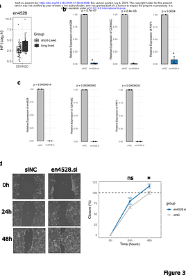eRNAs Modulate mRNA Stability and Translation Efficiency to Bridge Transcriptional and Post-transcriptional Gene Regulation