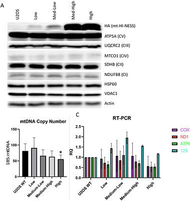 A novel genetic fluorescent reporter to visualize mitochondrial nucleoids