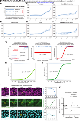 Integration of past caspase activity biases cell elimination in vivo