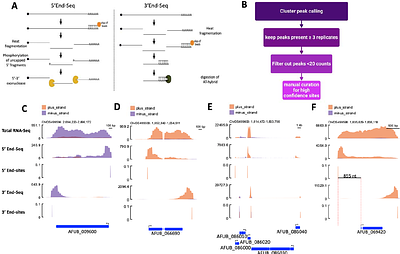 Comprehensive mapping of the 5' and 3' untranslated regions of Aspergillus fumigatus reveals new insights into gene regulation