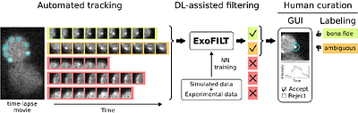 ExoFILT: Transfer learning for robust and accelerated analysis of exocytosis single-particle tracking data
