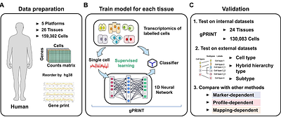 Cross-Dataset Identification of Human Disease-Specific Cell Subtypes Enabled by the Gene Print-based Algorithm--gPRINT
