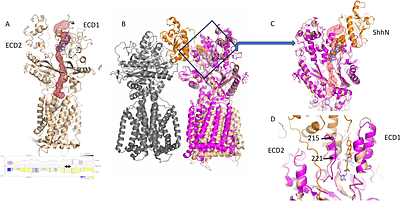 Structural and cellular insights into the inhibition of the drug efflux activity of the HEDGEHOG receptor PATCHED1