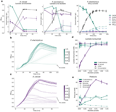 Distinct Acetate Utilization Strategies Differentiate Butyrate and Octanoate Producing Chain-Elongating Bacteria