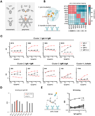 Assessment of polymeric immunoglobulin A and M via detection of the joining chain