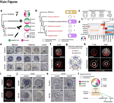 Developmental system drift in dorsoventral patterning is linked to transitions to autonomous development in Annelida