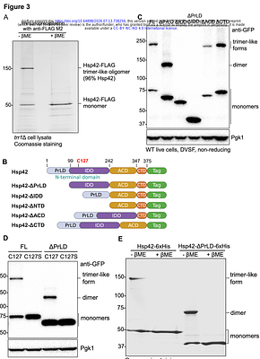 Intermolecular disulfide bond formation promotes Hsp42 higher-order assembly and shapes client selection in yeast