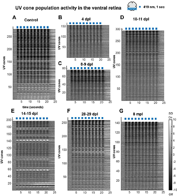 Restoration of Cone Circuit Functionality in the Regenerating Adult Zebrafish Retina