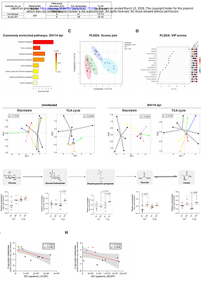 Metabolic reprogramming by caloric restriction enhances acute phase virological control and reduces chronic inflammation in SIV-infected rhesus macaques