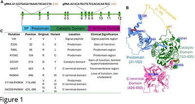 Functional impact of PCSK9 variants on LDL uptake in a knockout hepatic model