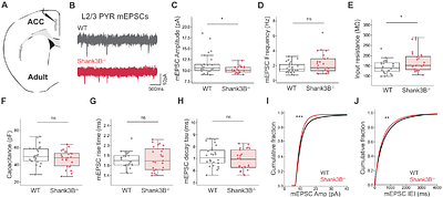 Late onset and regional heterogeneity of synaptic deficits in cortical PV interneurons of Shank3B-/- mice