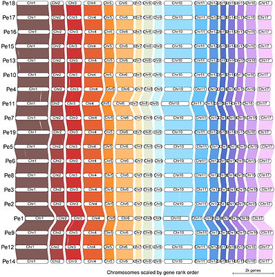 Evolution of resistance breaking in spinach downy mildew revealed through pangenome graph analysis
