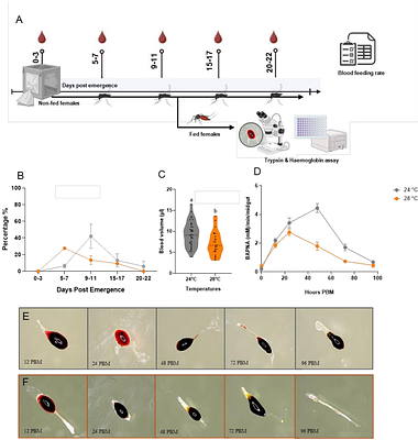 Thermal responses of an emerging temperate mosquito reshape arboviral transmission risk