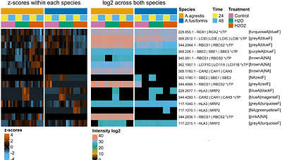 Submersion and oxidative stress triggers pyrenoid formation, carbon concentration-related protein remodeling and sub-plastidial rearrangements in hornworts