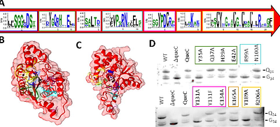 Functional Divergence and Conservation in the QueC Protein Family (PF06508): From tRNA Modification to Anti-Phage Defense