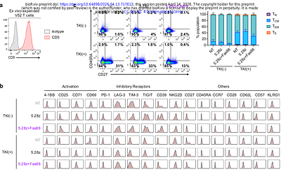 Engineering CAR-Vδ2 T cells to boost persistence and anti-tumor function