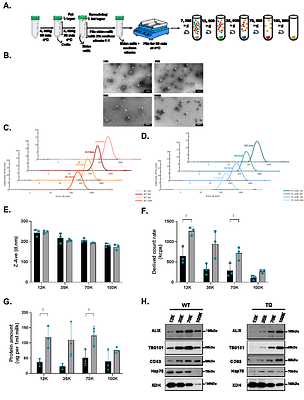 Investigating dietary microRNA stability and function using a transgenic milk model with unique microRNA sequences