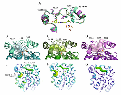 M. tuberculosis meets European Lead Factory - identification and structural characterization of novel Rv0183 inhibitors using X-ray crystallography