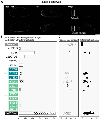 The LOTUS domain of Oskar promotes localisation of both protein and mRNA components of Drosophila germ plasm