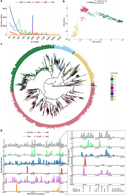 Genome graphs reveal the importance of structural variation in Mycobacterium tuberculosis evolution and drug resistance