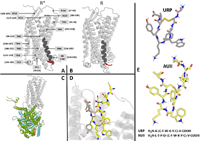 Integrative AlphaFold Modeling, Fragment Mapping, and Microsecond Molecular Dynamics Reveal Ligand-Specific Structural Plasticity at the Human Urotensin II Receptor