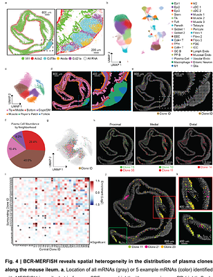 In situ profiling of plasma cell clonality with image-based single-cell transcriptomics