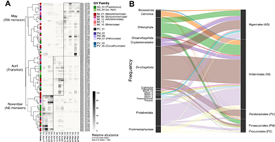 Phytoplankton and giant virus dynamics during different monsoon seasons, a fish kill, and a toxic bloom in a eutrophic mariculture area