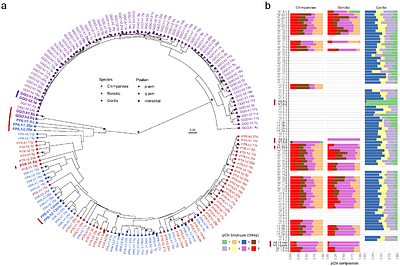 Epigenetic and evolutionary features of ape subterminal heterochromatin