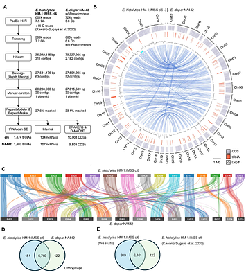 Chromosome organization of Entamoeba histolytica and Entamoeba dispar