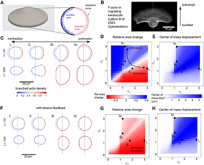 Mechanochemical Feedback between Cell Shape and Intracellular Mechanics Revealed by a Finite-Element Framework