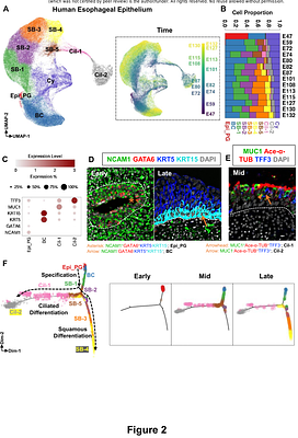 A Spatiotemporal and Machine-Learning Platform Accelerates the Manufacturing of hPSC-derived Esophageal Mucosa